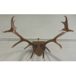 MOUNTED 14 POINT STAGS ANTLERS