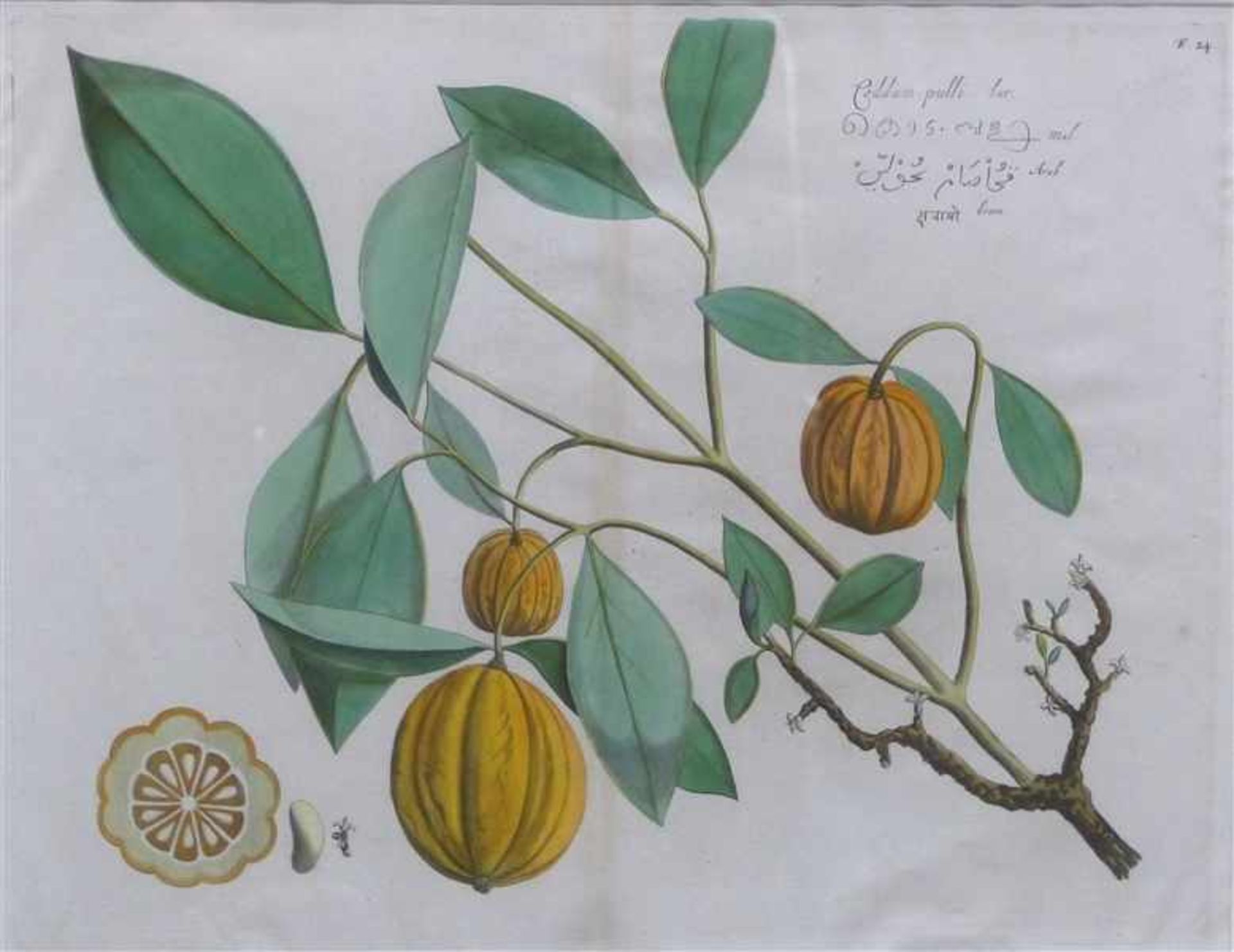 Pflanzenstich coloriert, Kürbismotiv, wohl gestochen von B. Stoopendael, 17./18. Jh., 36x46 cm, im