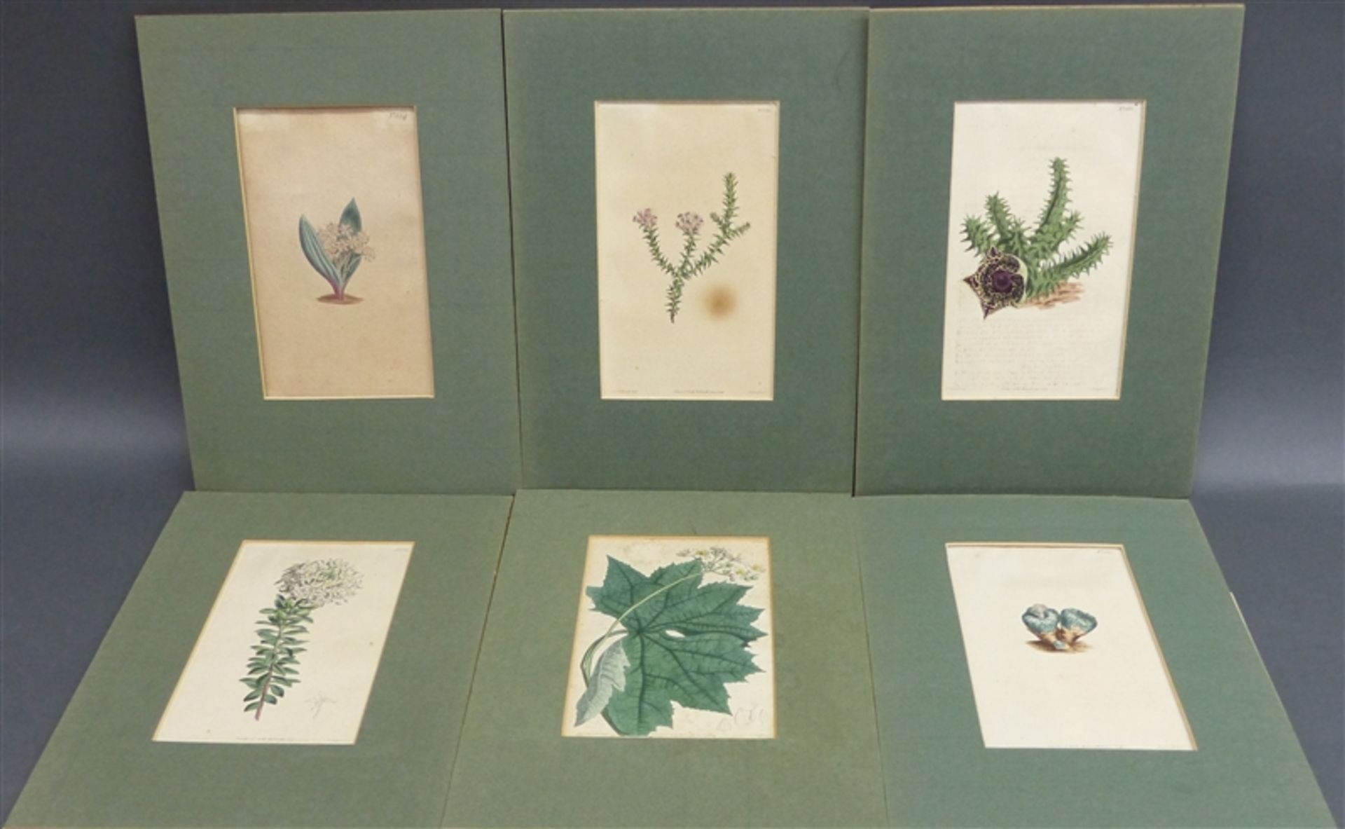 6 Pflanzenstiche um 1810, coloriert, gestochen von F. Sanfom, teilweise stockfleckig, ca. 23 x 14