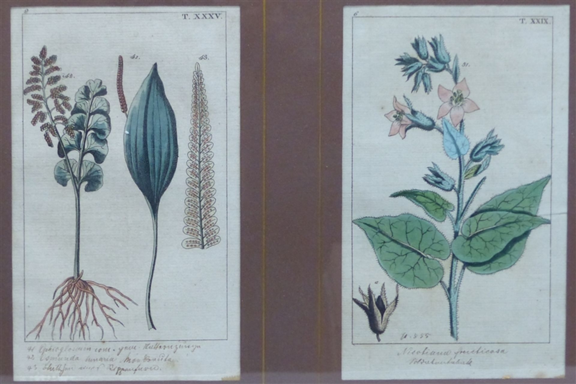 Paar Pflanzenstiche coloriert, von alter Hand bezeichnet, aus Kupferstichbuch, Tafel XXXV, und