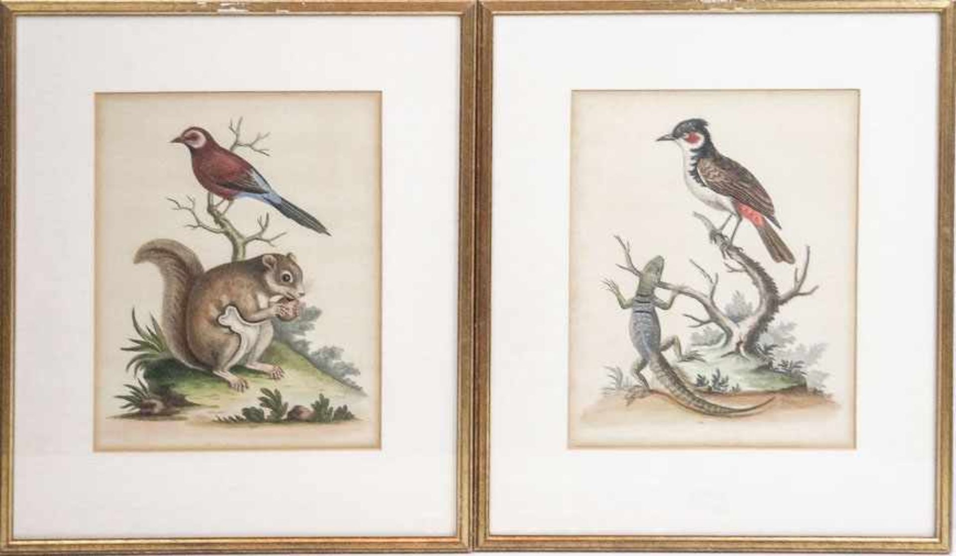 Edwards, George (Stratford, Pnaistow 1694-1773) Drei exotische Vogeldarstellungen auf - Bild 2 aus 2