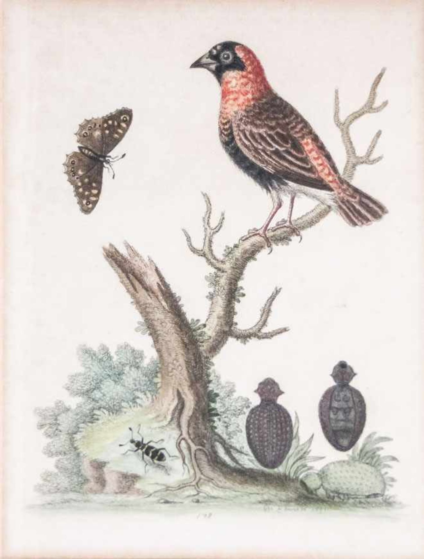 Edwards, George (Stratford, Pnaistow 1694-1773) Drei exotische Vogeldarstellungen auf