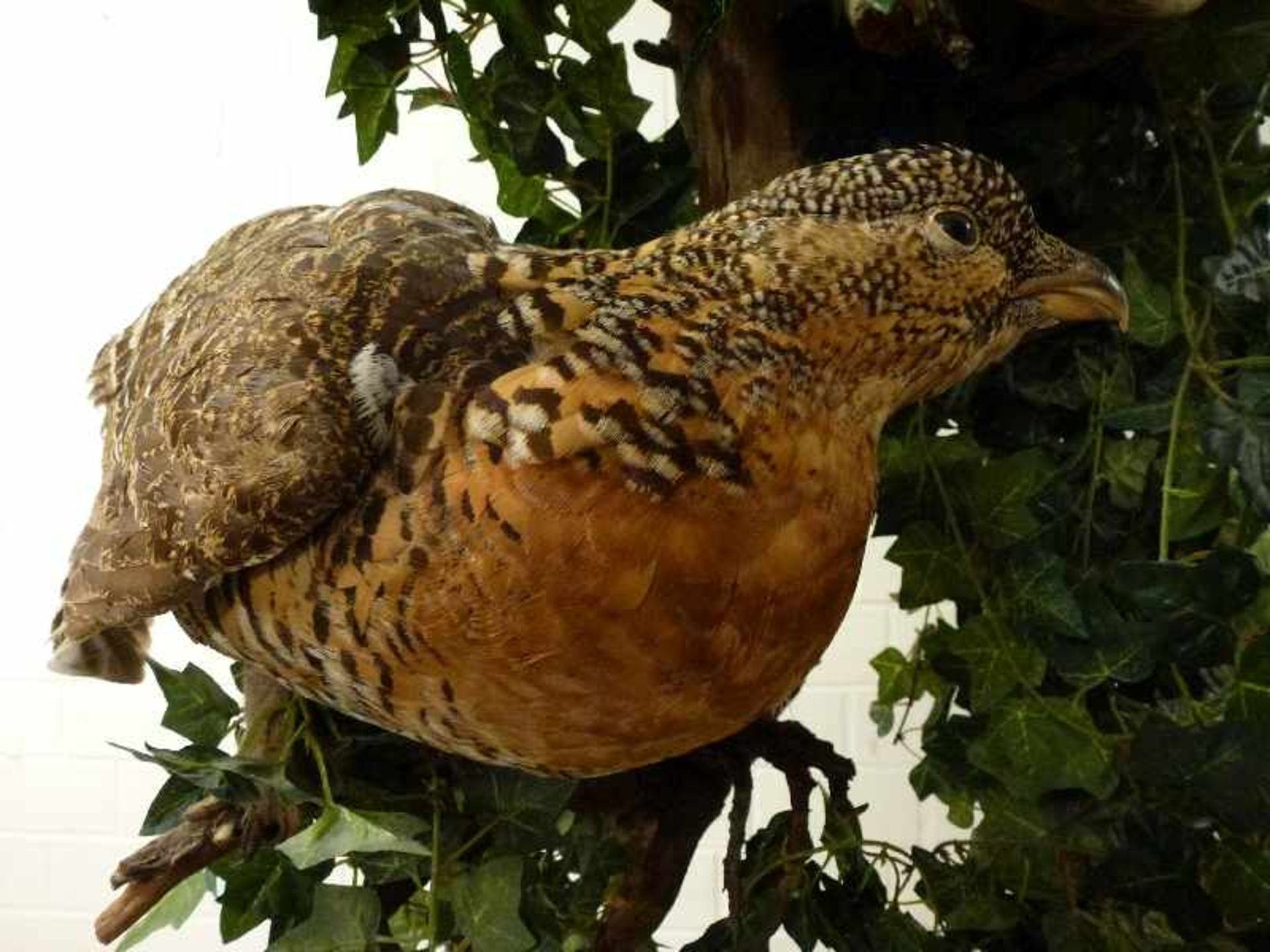 Auerhahn und Henne balzender Auerhahn und geduckt sitzende Henne auf Ast, H 110 cm - Bild 2 aus 8