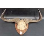 Antique wildebeest horns mounted on an oak shield, width overall 28'