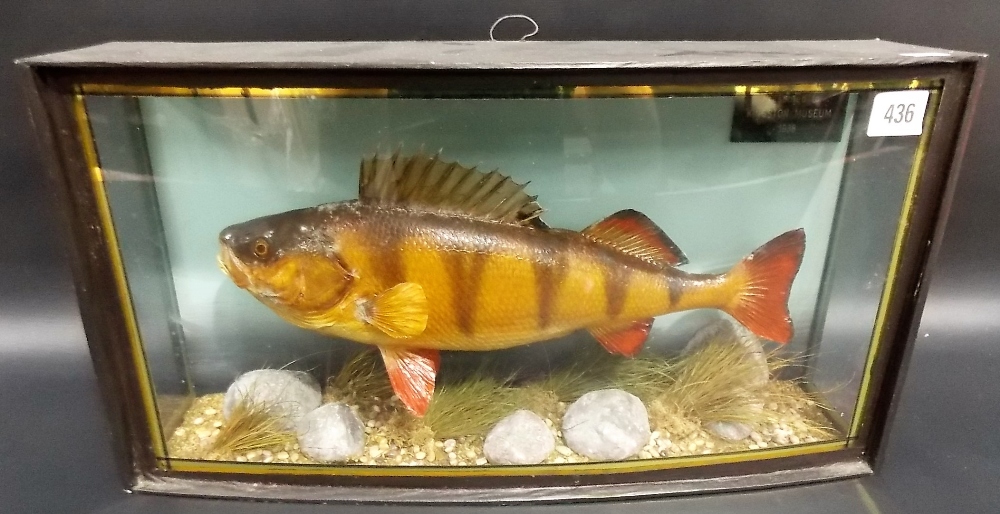 Taxidermy specimen of a perch within naturalistic ebonised bow fronted glazed case with a label that