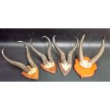 4 pairs of shield mounted antelope horns