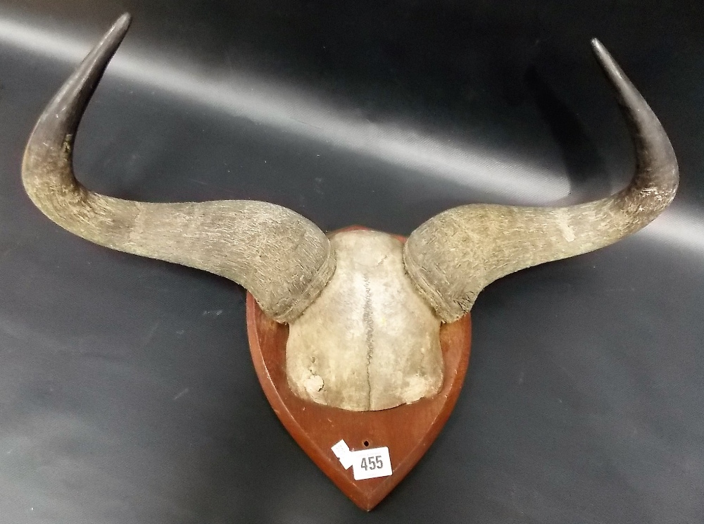 Vintage wildebeest horns mounted on an oak shield, width overall 22.5'