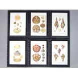 Six pictures of different types of sea shells by various engravers, mounted on hand finished black