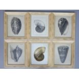 Six pictures of large sea shells by various artist