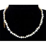 A Japanese pearl necklace with 18 ct yellow gold clasp, Length 46 cm (Each pearl 5 mm Dia approx),