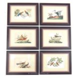 Six 19th century Chinese rice / pith paintings depicting pheasants and other exotic birds, 24 x 15