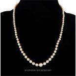 A single strand of graduated, round freshwater pearls with a silver and pearl clasp, Length: 25 cm.
