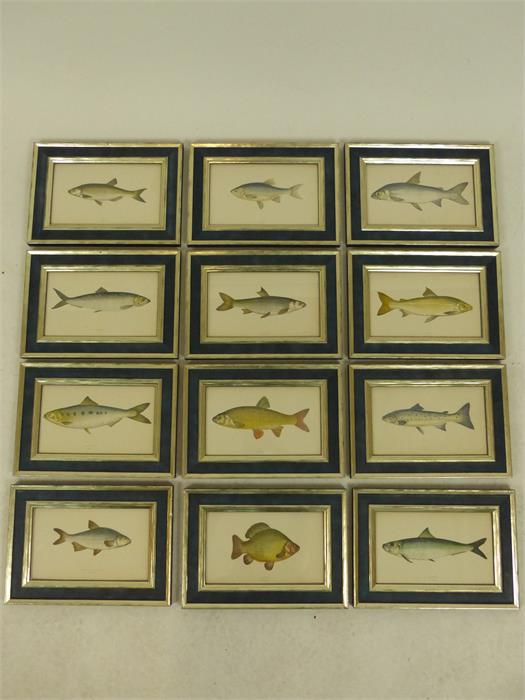 Twelve 19th century hand coloured plates from Couch's Fishes