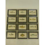 Twelve 19th century hand coloured plates from Couch's Fishes