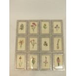 Twelve early19th century Curtis botanical hand coloured plates