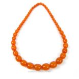 A Baltic amber necklace of 45 graduated beads, 40g gross