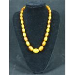 A Baltic amber graduated necklace, 63g