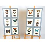 A set of twelve Chromolithograph prints of butterflies by L Goffart of Brussels