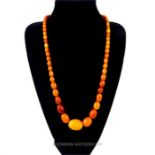 A fine quality, long, graduated, Baltic amber, opaque, bead necklace