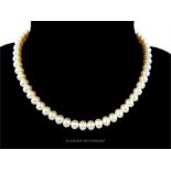A white, cultured pearl necklace with sterling silver clasp