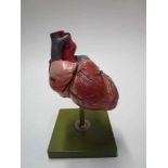 Anatomisch model van het hart, ca 30cm (anatomical model hesrt)