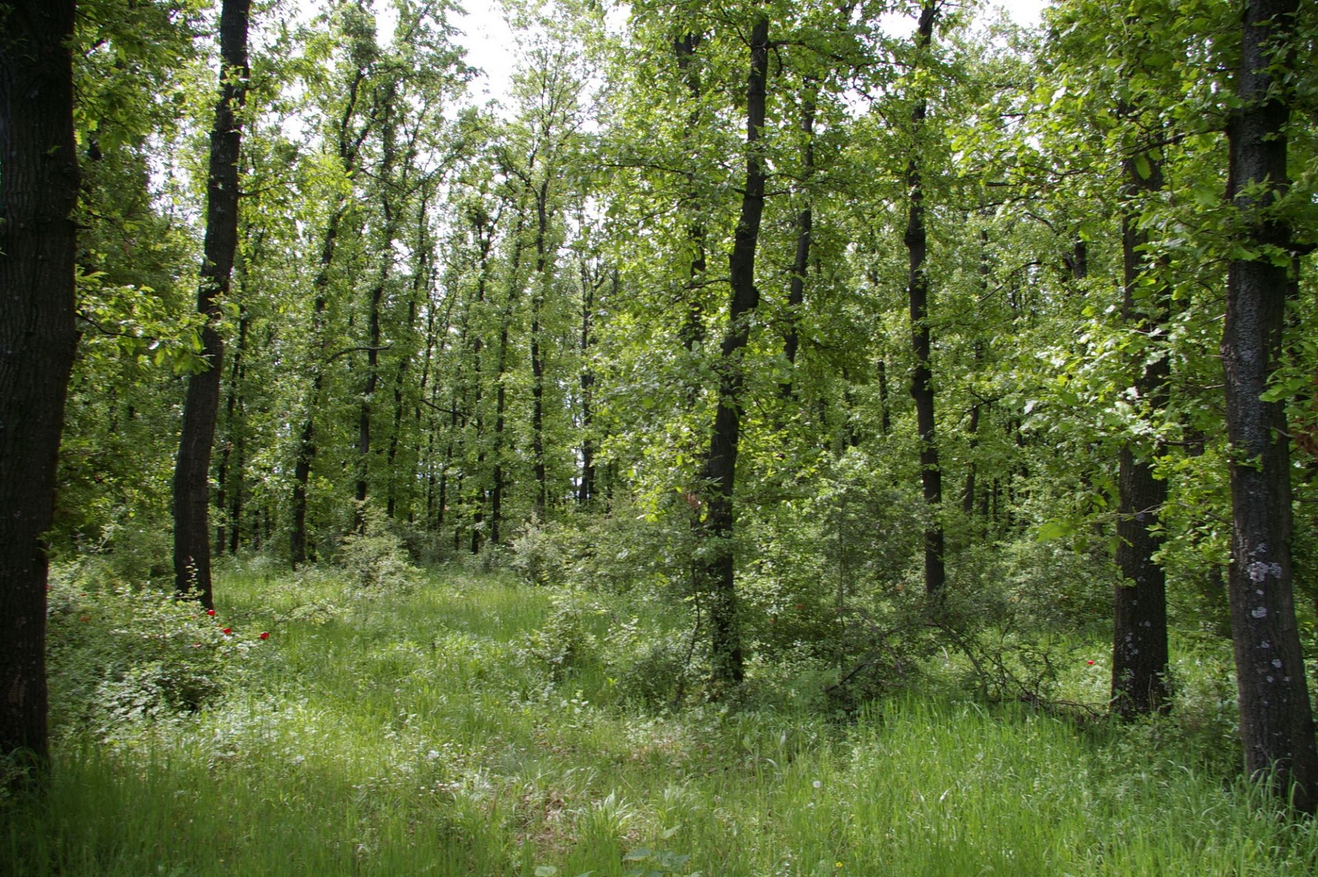 5,200 sqm OAK Forest 40-45 year old located in Vulchek, Bulgaria - Image 3 of 6