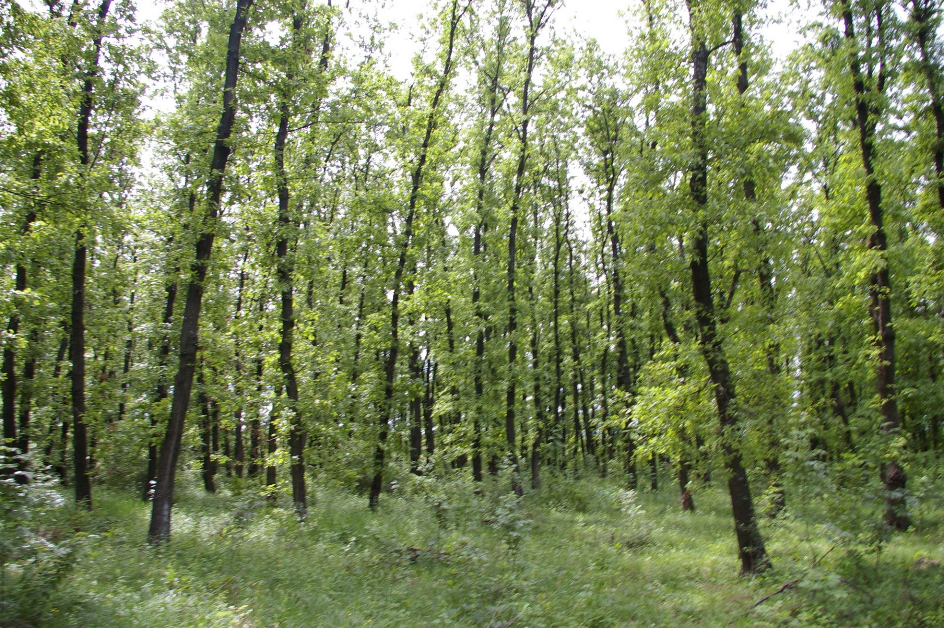 5,200 sqm OAK Forest 40-45 year old located in Vulchek, Bulgaria - Image 6 of 6