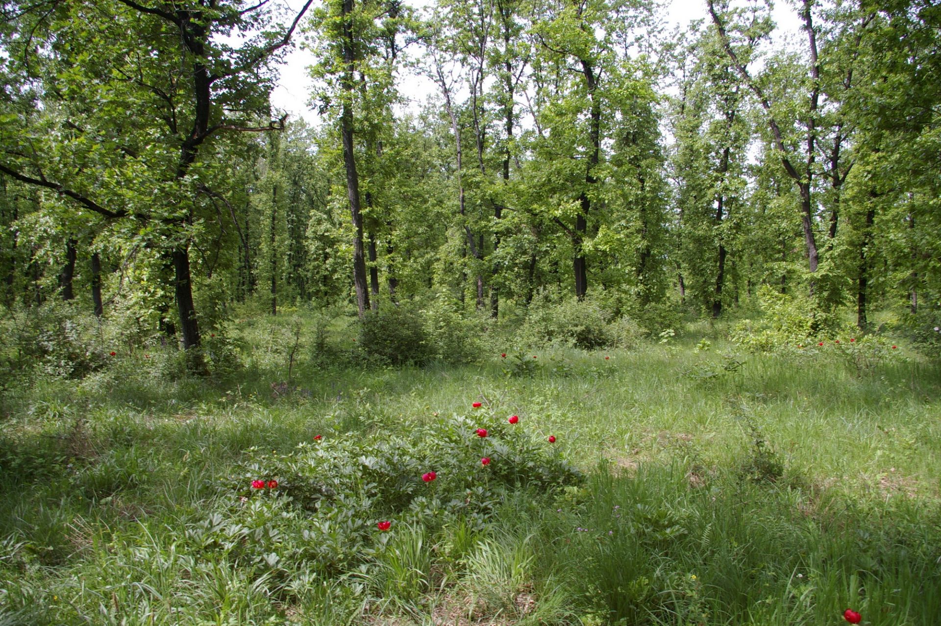 5,200 sqm OAK Forest 40-45 year old located in Vulchek, Bulgaria - Image 2 of 6