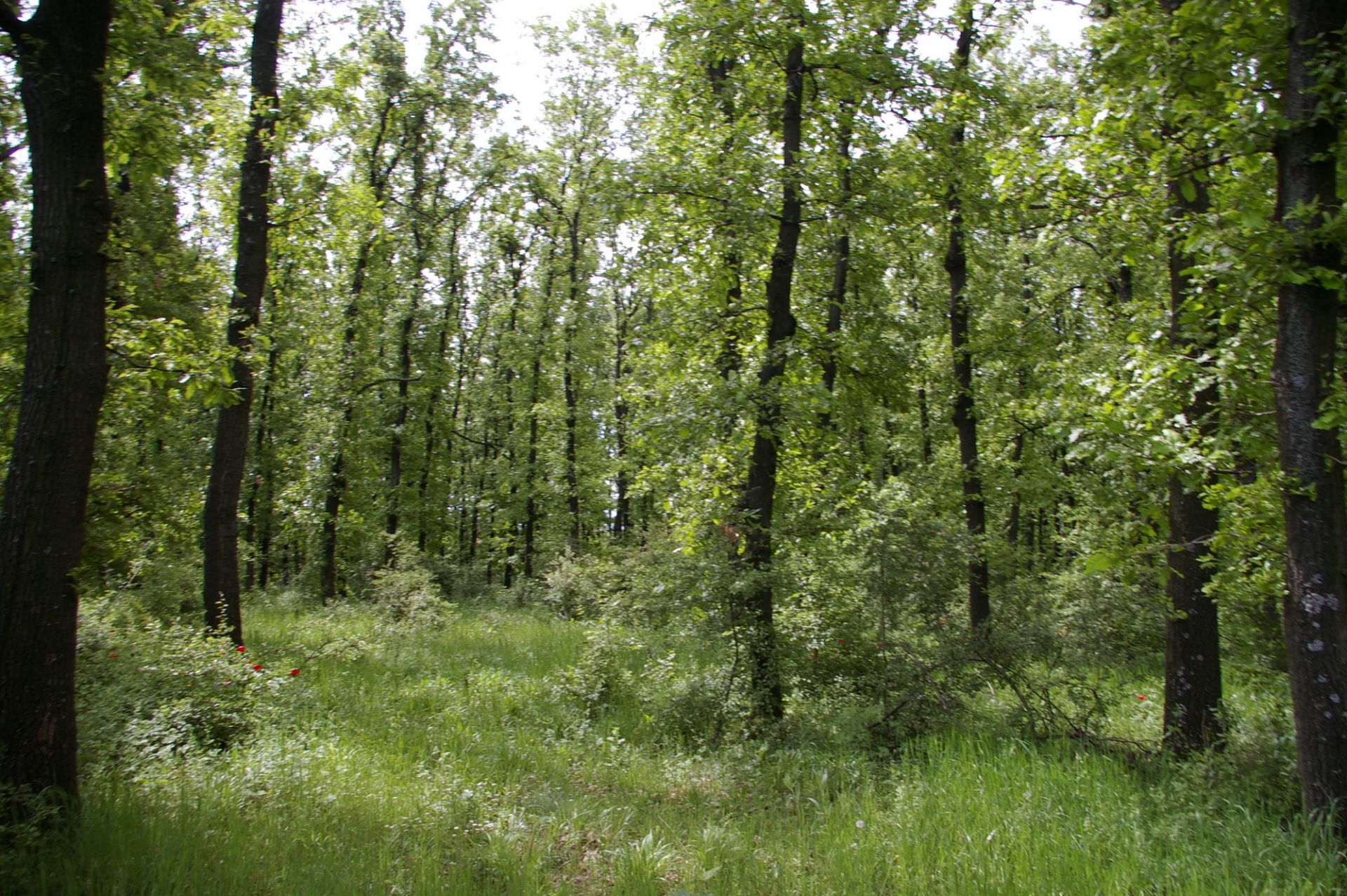 5,200 sqm OAK Forest 40-45 year old located in Vulchek, Bulgaria