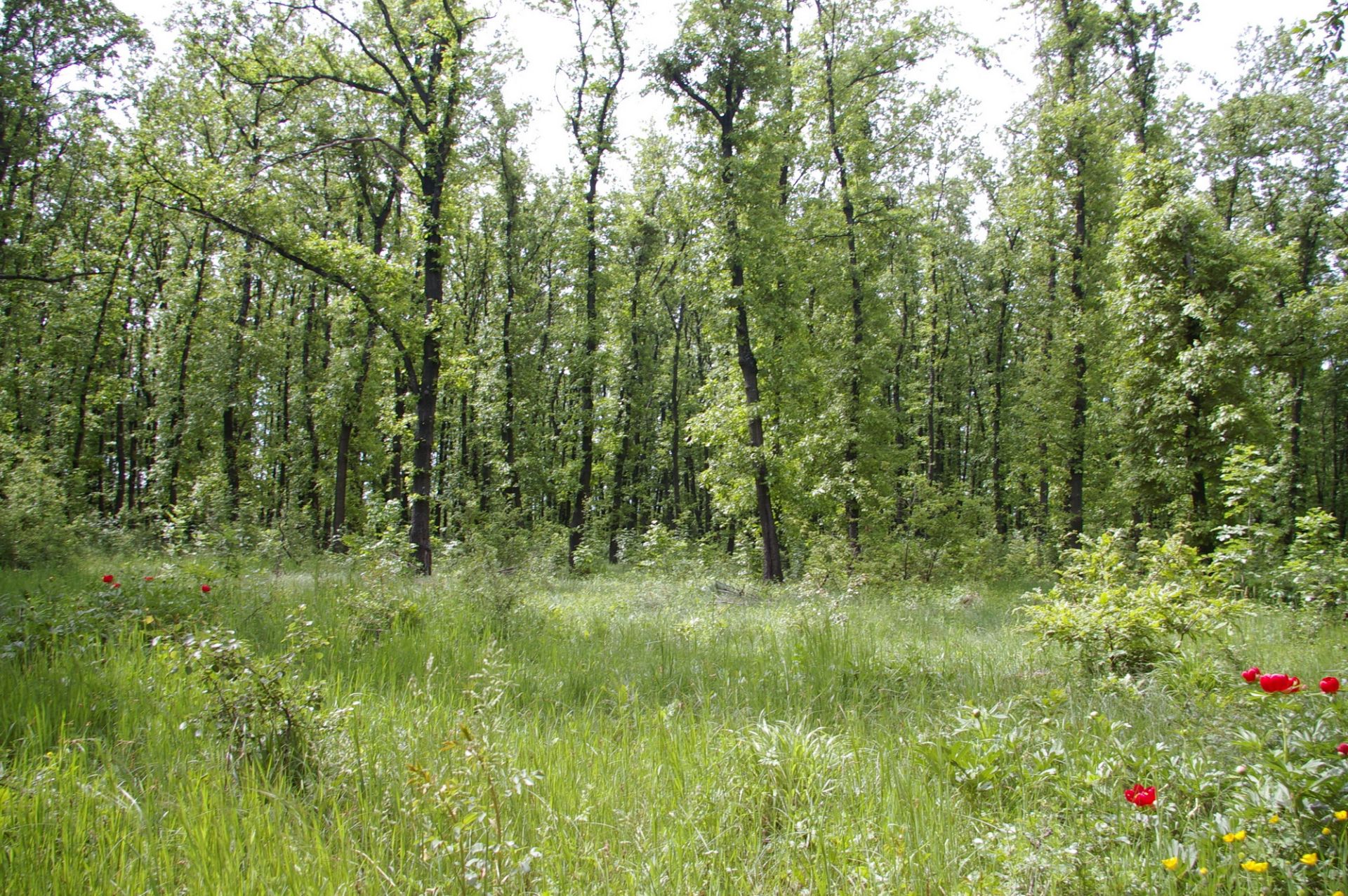 5,200 sqm OAK Forest 40-45 year old located in Vulchek, Bulgaria - Image 5 of 6