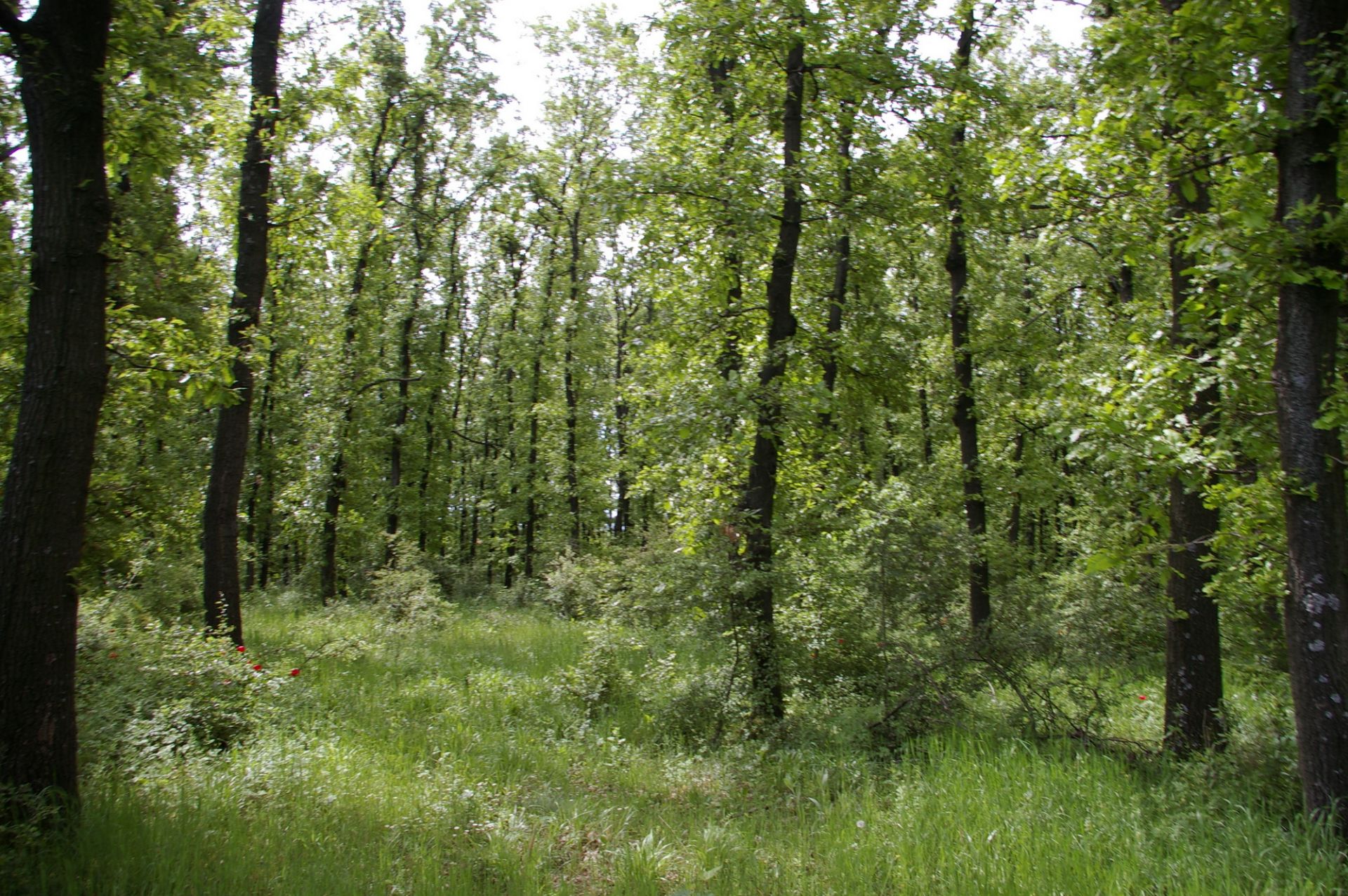 5,200 sqm OAK Forest 40-45 year old located in Vulchek, Bulgaria - Image 2 of 6