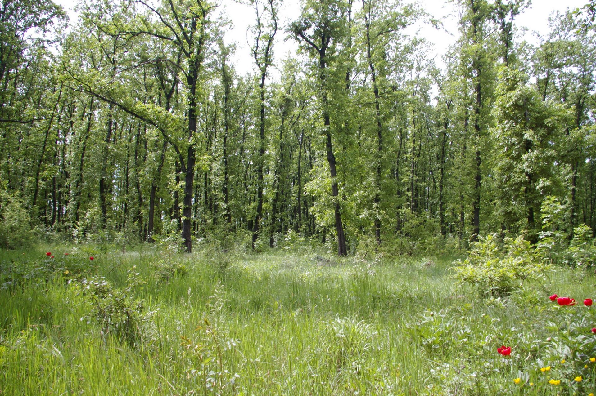5,200 sqm OAK Forest 40-45 year old located in Vulchek, Bulgaria - Image 4 of 6