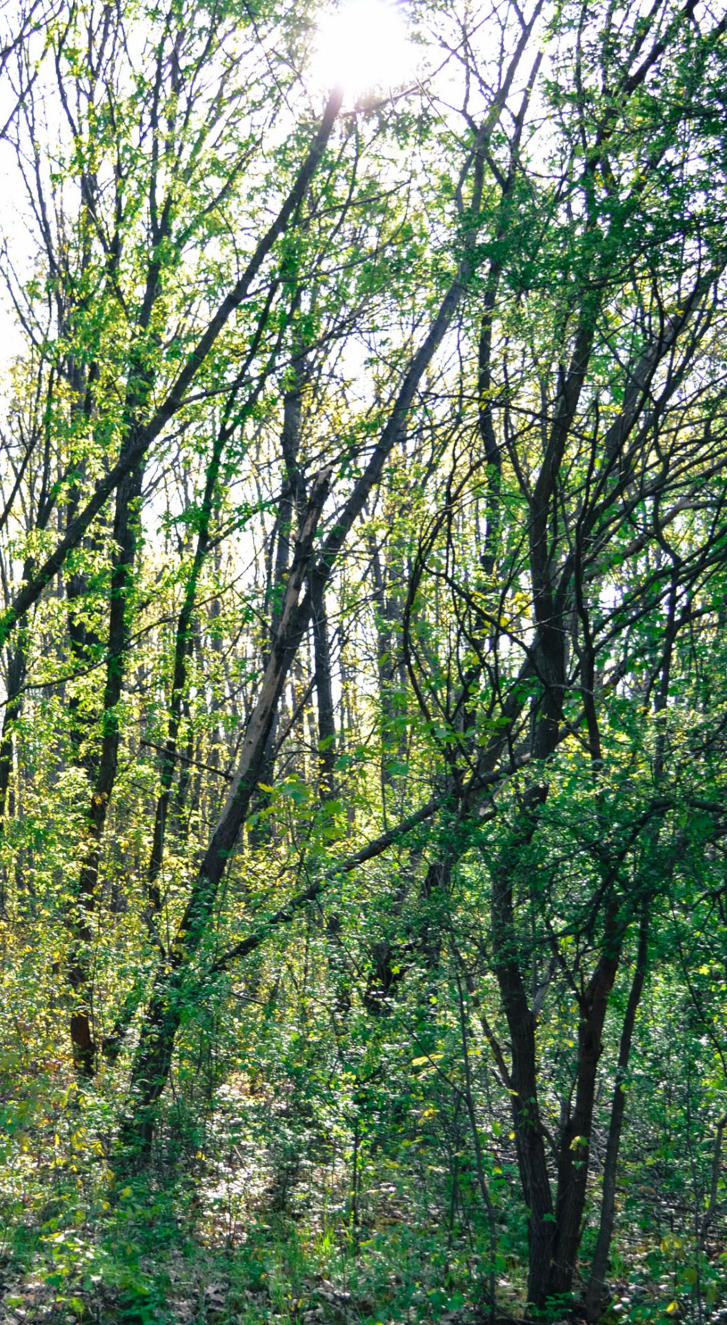 1,999 sqm Forest plot located in Vurtop, Vidin region, Bulgaria - Image 2 of 4