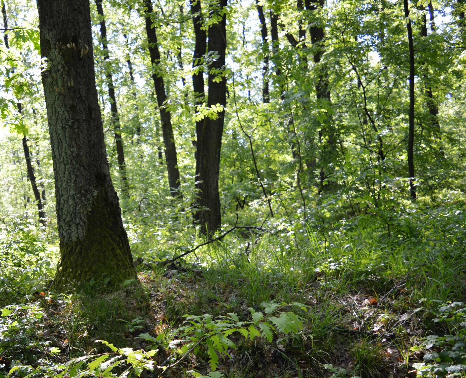 2,375 sqm Forest plot located in Milchina Lake, Vidin region, Bulgaria