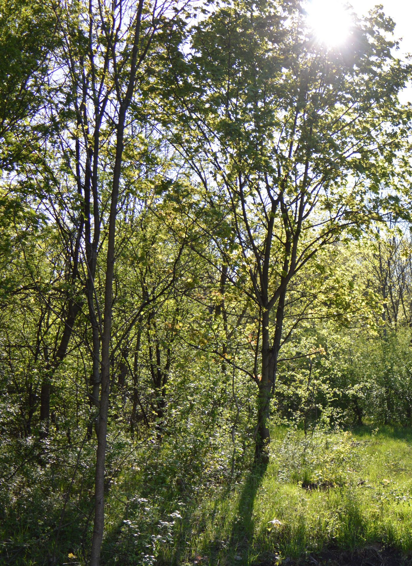 2,375 sqm Forest plot located in Milchina Lake, Vidin region, Bulgaria - Image 3 of 5