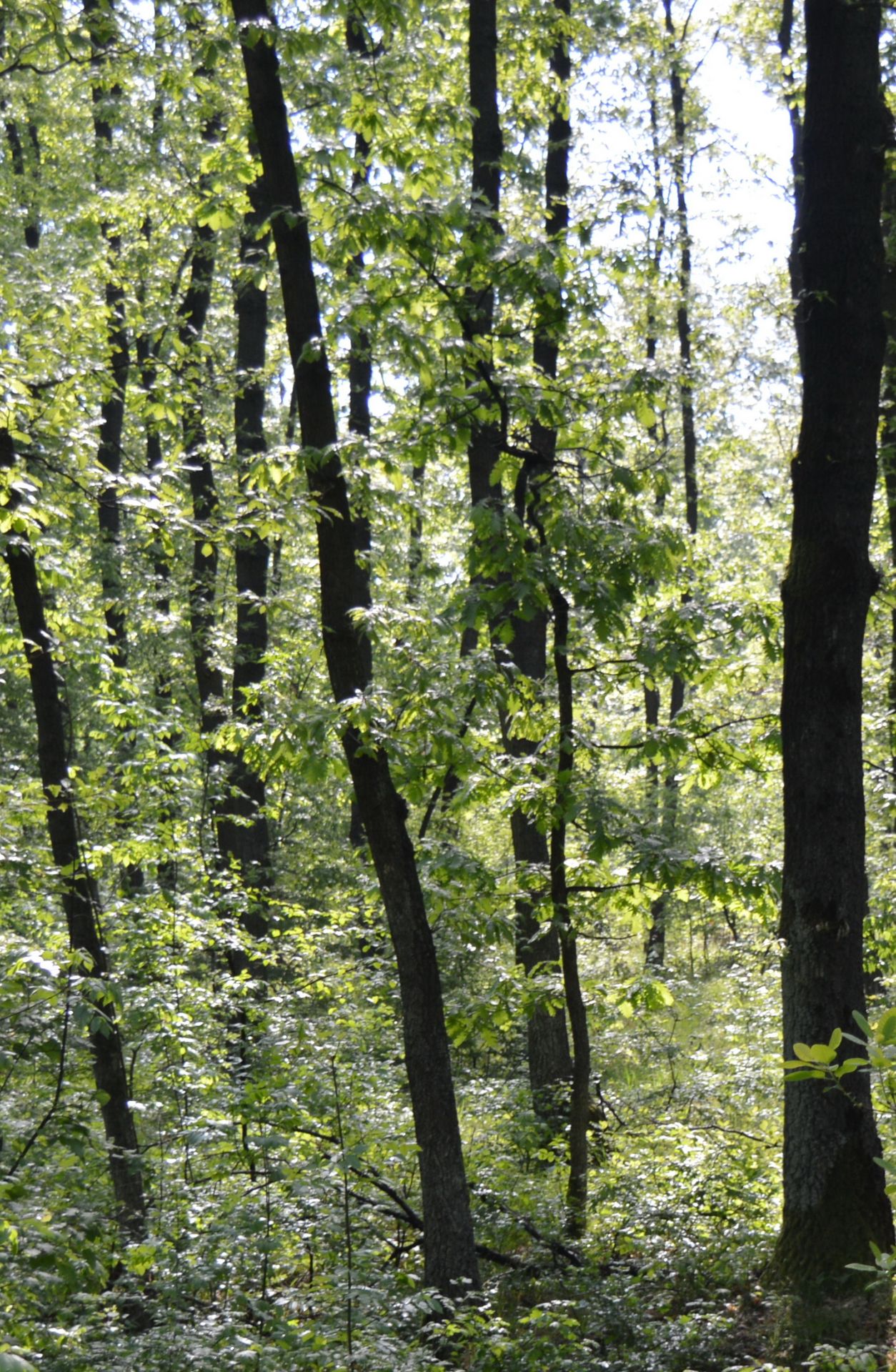 5,000 sqm Forest plot located in Milchina Lake, Vidin region, Bulgaria - Image 3 of 3