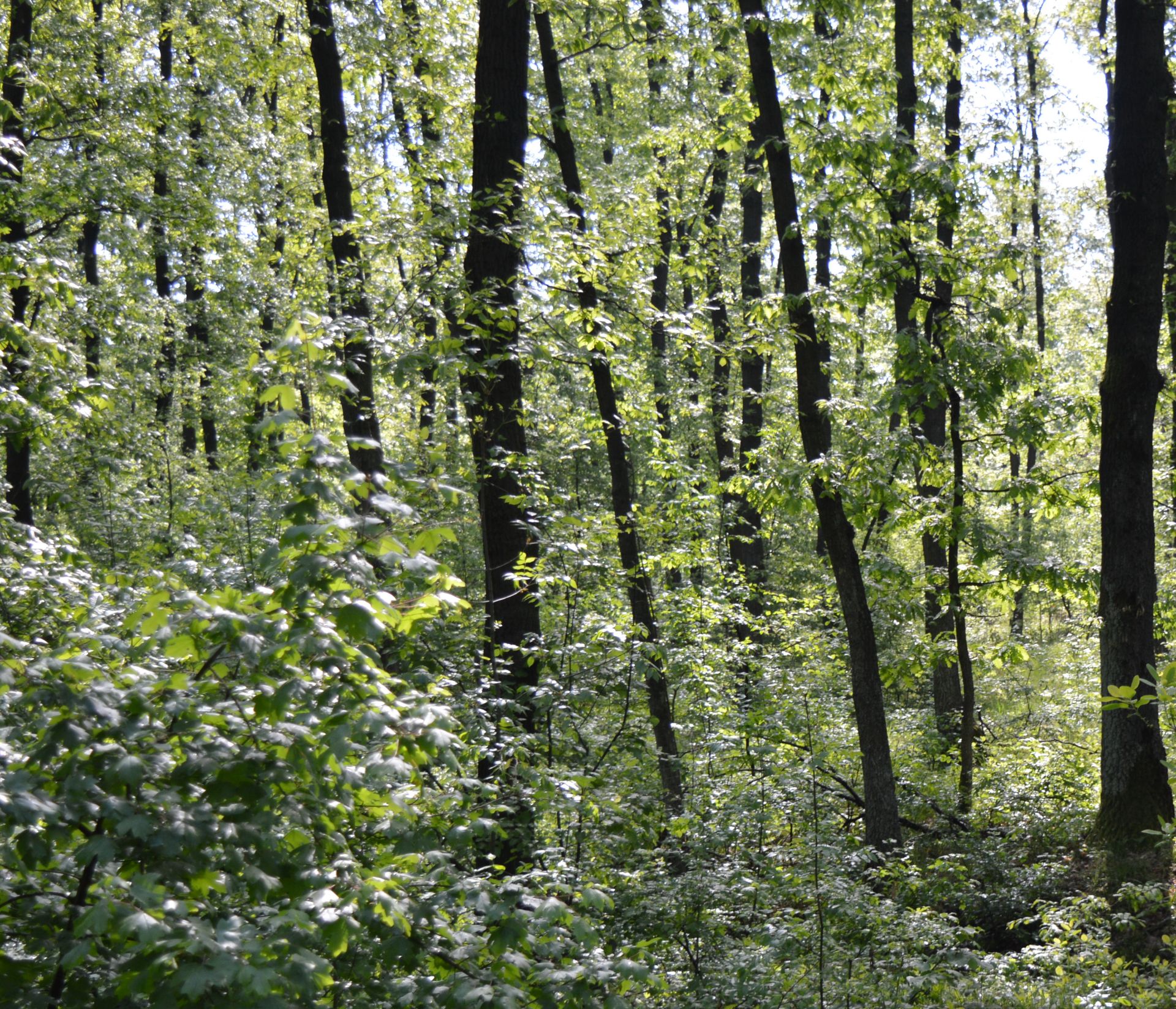 5,000 sqm Forest plot located in Milchina Lake, Vidin region, Bulgaria - Image 2 of 3