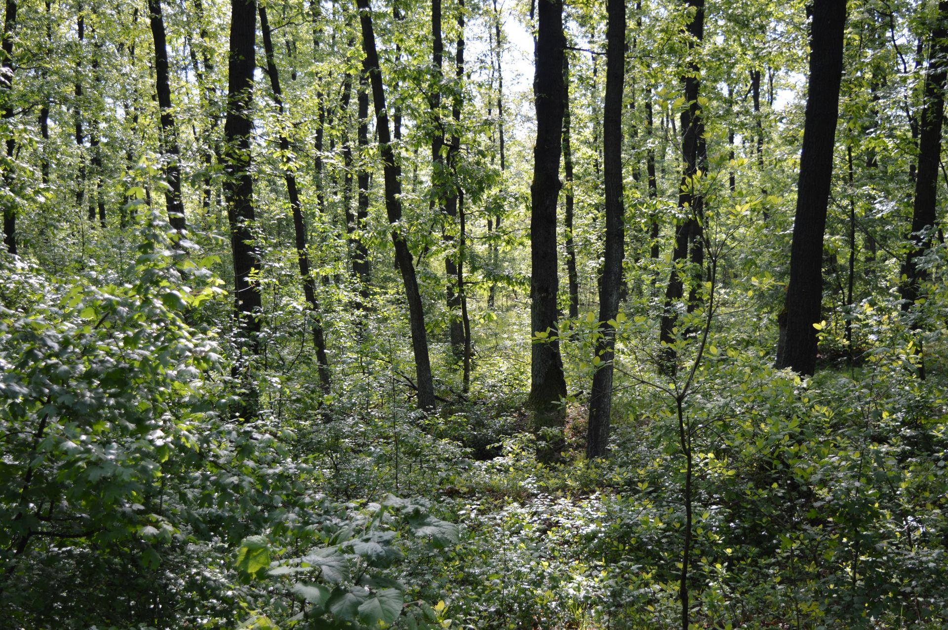 5,000 sqm Forest plot located in Milchina Lake, Vidin region, Bulgaria