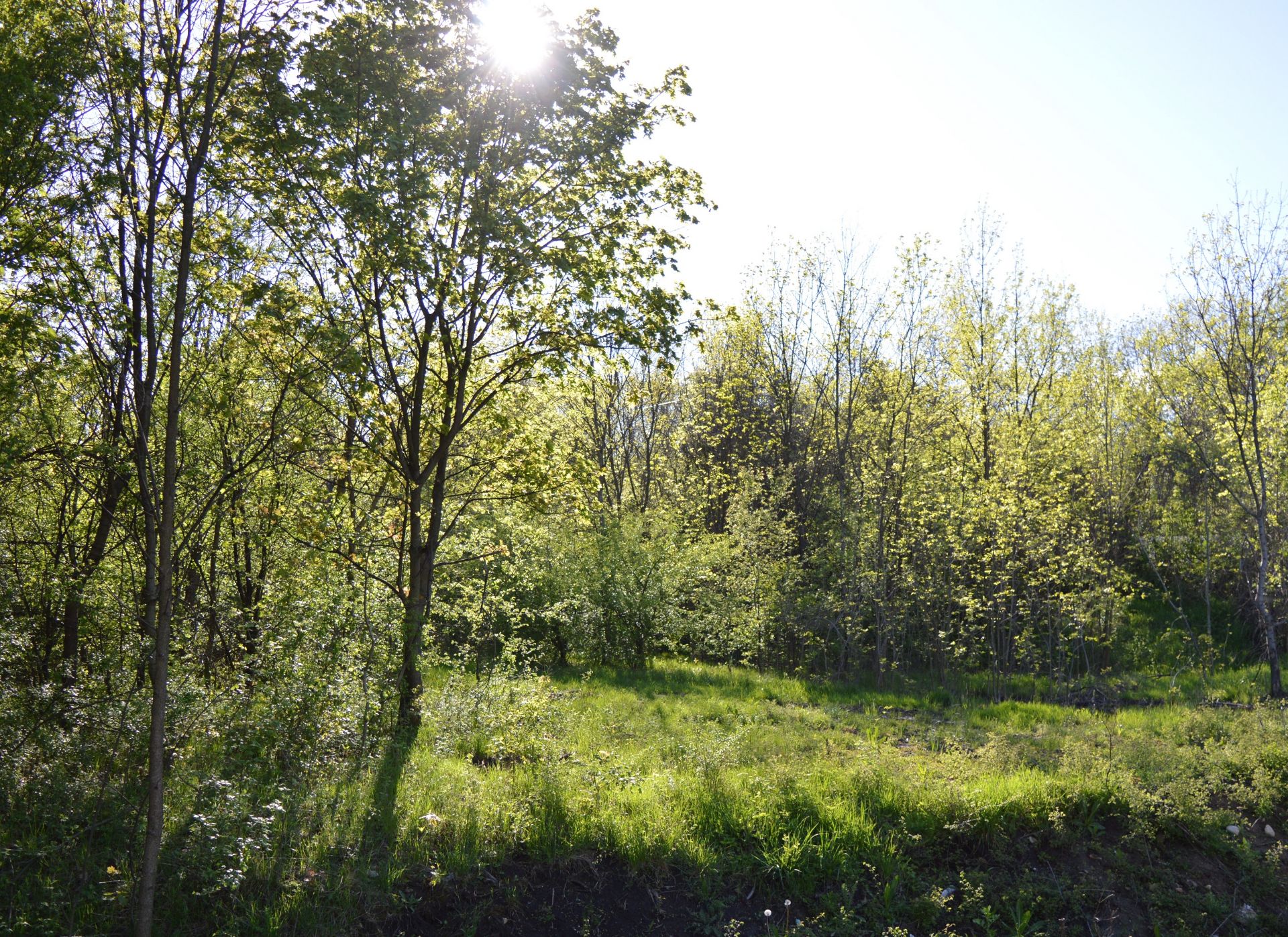 2,375 sqm Forest plot located in Milchina Lake, Vidin region, Bulgaria - Image 2 of 5