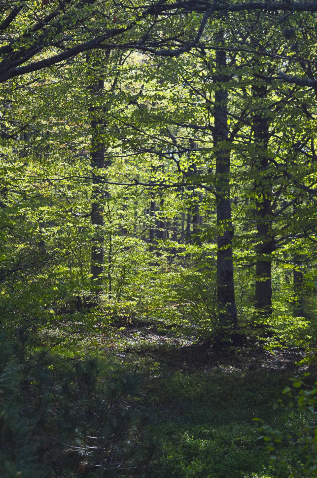 1,000 sqm Forest plot located in Vurtop, Vidin region, Bulgaria