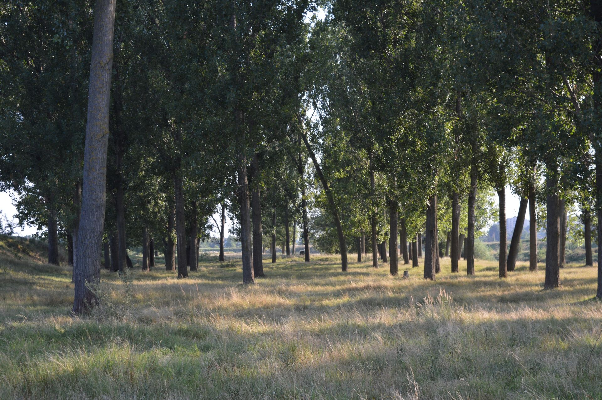 1,000 sqm Forest plot located in Vurtop, Vidin region, Bulgaria - Image 3 of 4