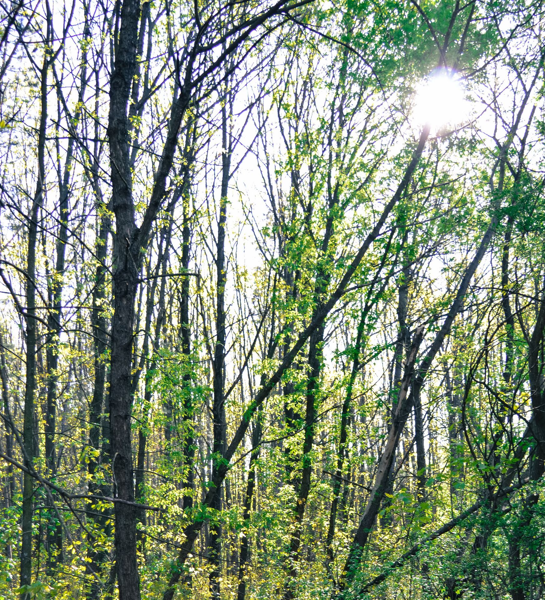 1,999 sqm Forest plot located in Vurtop, Vidin region, Bulgaria - Bild 4 aus 4