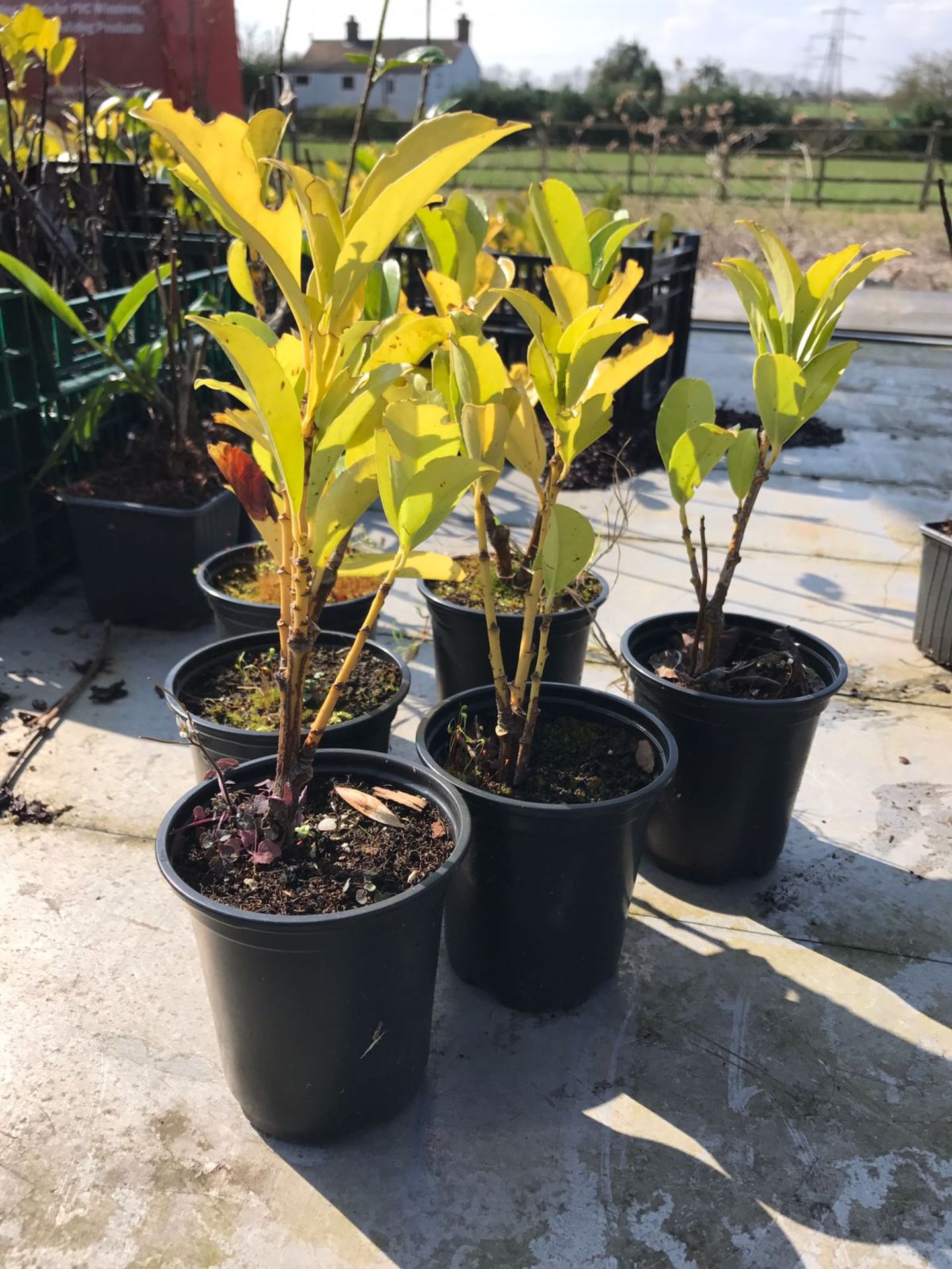 X100 LARGE LAUREL HEDGING PLANTS 300MM PLUS! 9CM POTS