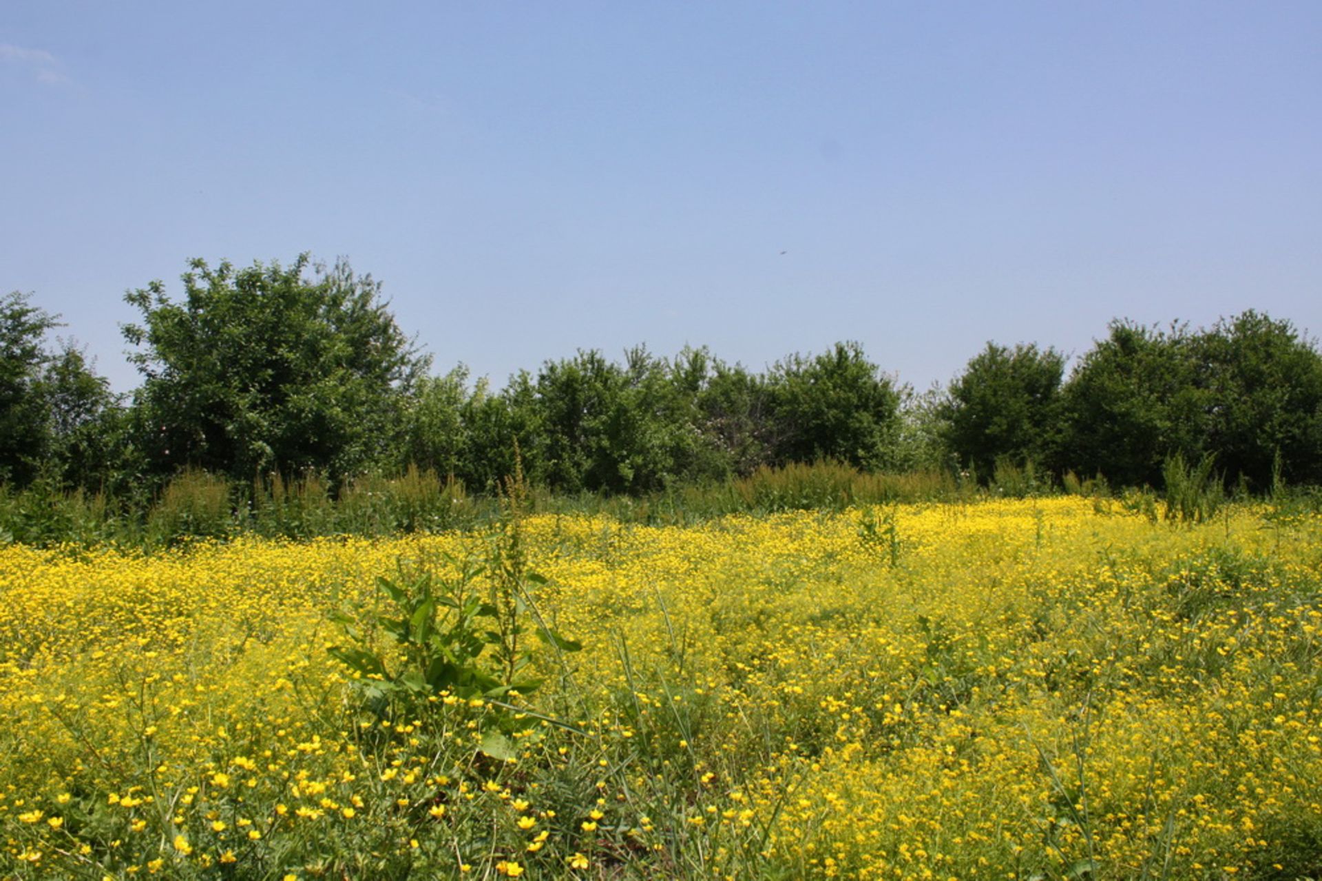 NICE HOUSE, OVER 1/2 ACRE BOROVAN + TWO OUTBUILDINGS AND 2,400 SQM OF LAND BULGARIA - Image 6 of 30