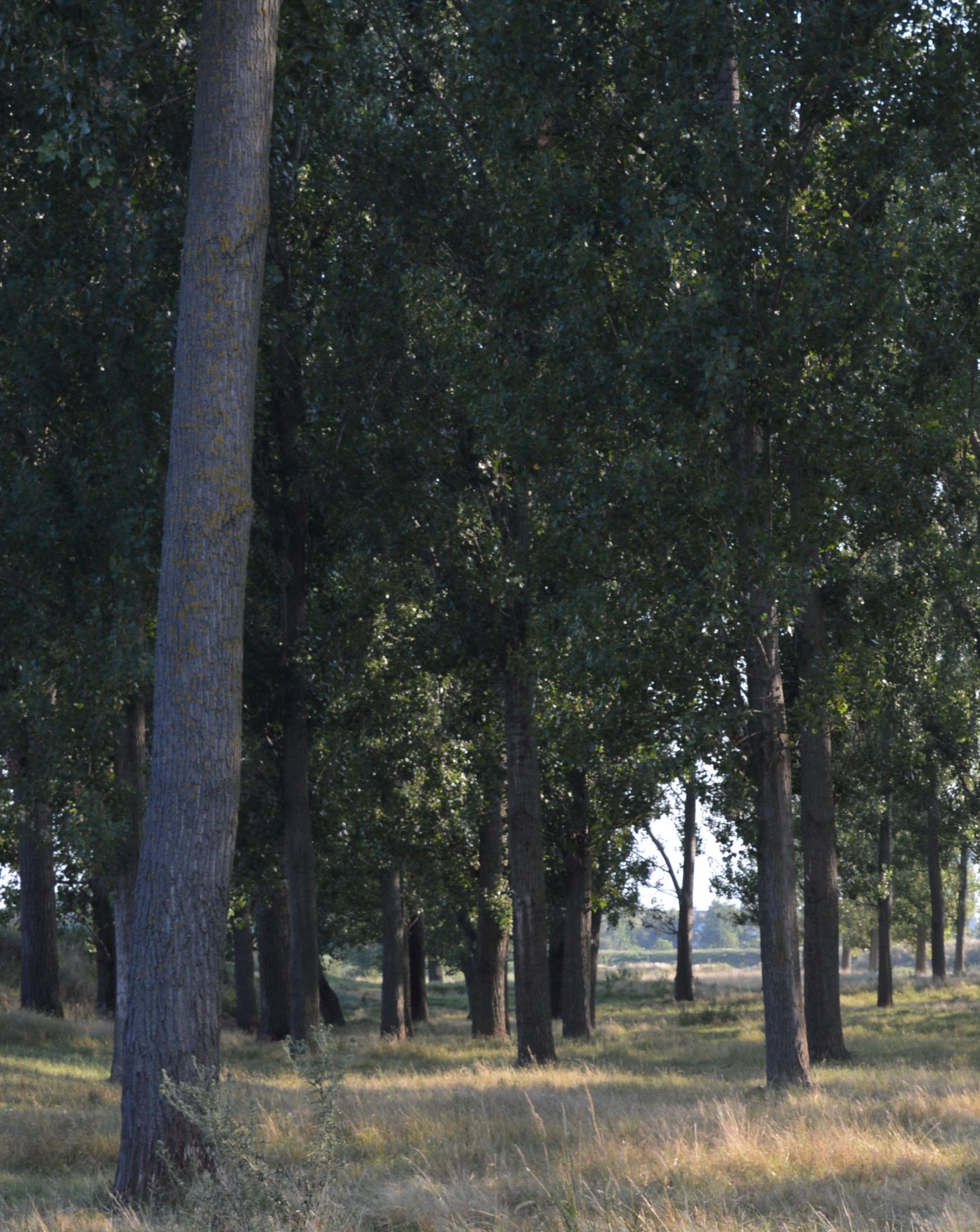 1,000 sqm Forest plot located in Vurtop, Vidin region, Bulgaria - Image 4 of 4