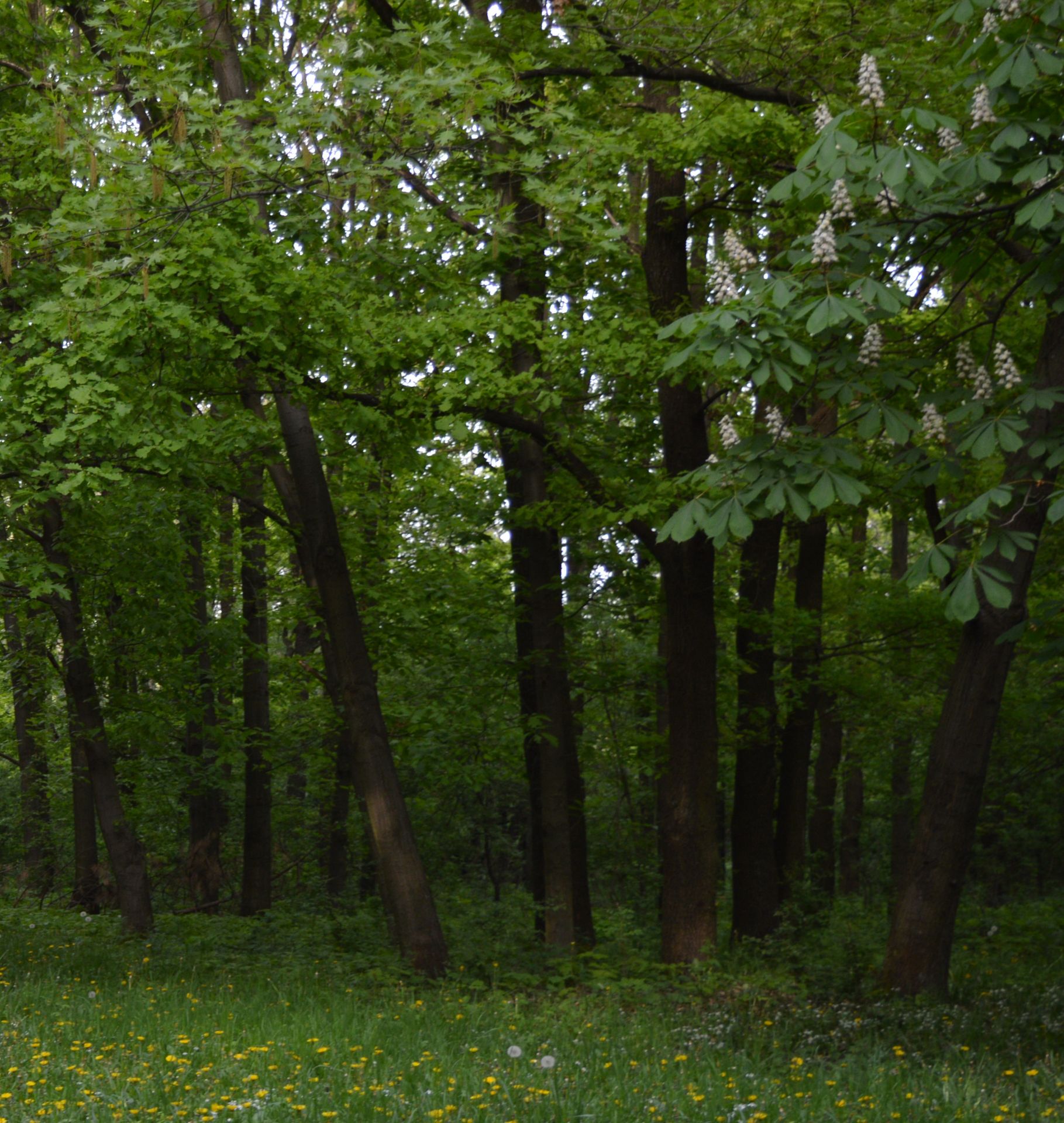 1,000 sqm Forest plot located in Milchina Lake, Vidin region, Bulgaria