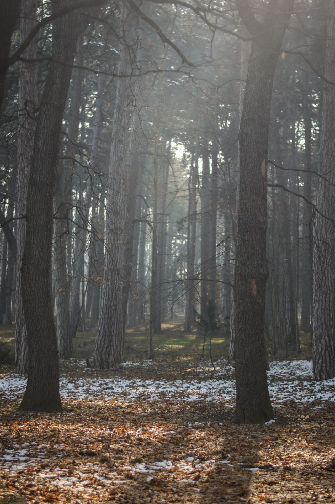 3,699 sqm Forest plot located in Vurtop, Vidin region, Bulgaria - Image 4 of 4