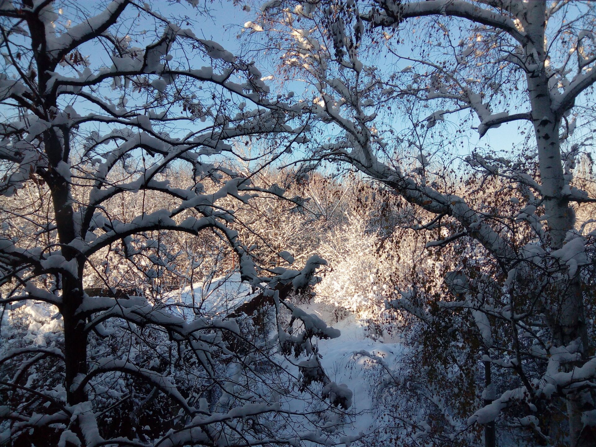 3,699 sqm Forest plot located in Vurtop, Vidin region, Bulgaria - Image 2 of 4