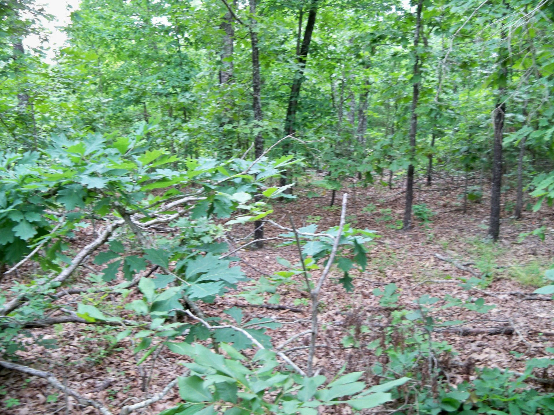 ADJOINING LOTS IN HORSESHOE BEND, ARKANSAS. OWN THE DREAM..! YOU ARE BIDDING FOR PLOT NO. 506. - Image 4 of 7