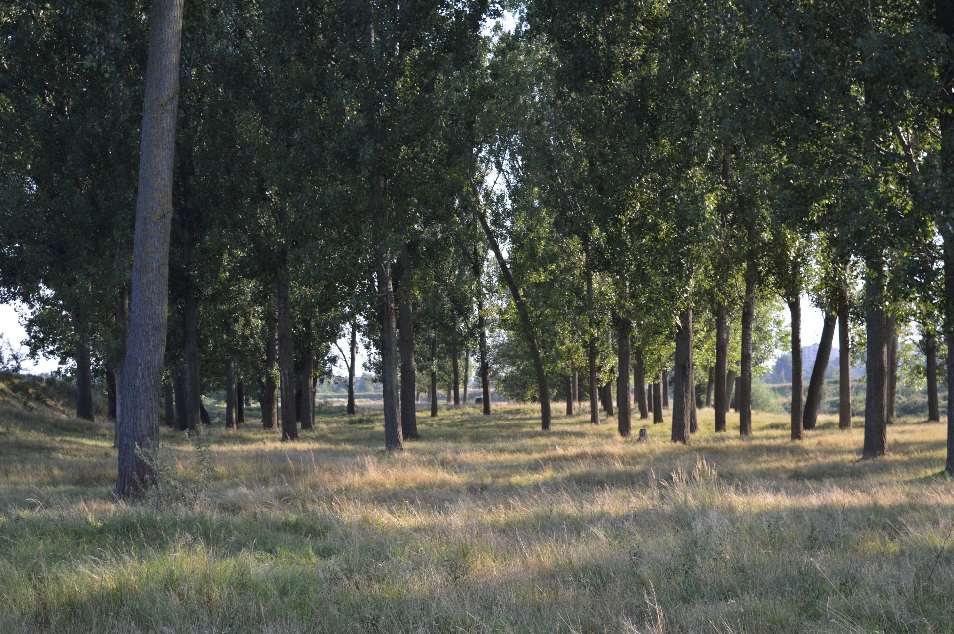 NO RESERVE! 1,000 sqm Forest plot located in Vurtop, Vidin region, Bulgaria NR - Image 3 of 4